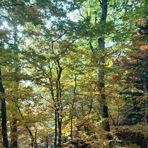 immersion forêt dromoise
